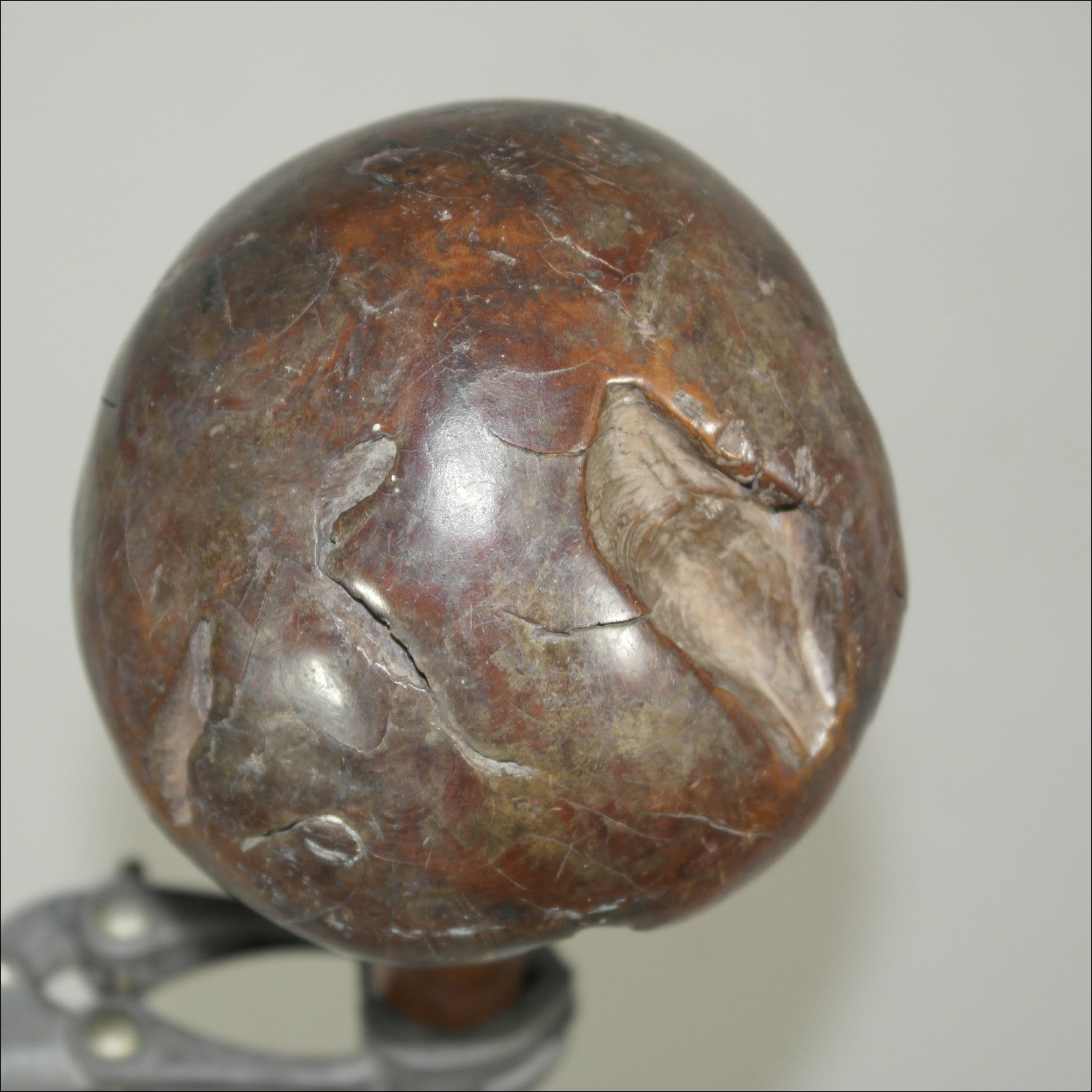 19th century Fijian ula throwing club, 19th century Fijian antique, 19th century Fijian club, 19th century Fijian war club, Fijian weapon, Fijian artifact, Polynesian tribal art antiques and weapons gallery, Oceanic tribal art antiques and weapons gallery, ethnographic tribal art antiques and weapons gallery, 19ème siècle Fidji massue de guerre, looking to buy Fijian tribal antiques art and weapons, buying Fijian antiques, buying Fijian clubs artifacts and weapons, buying Fijian antiques